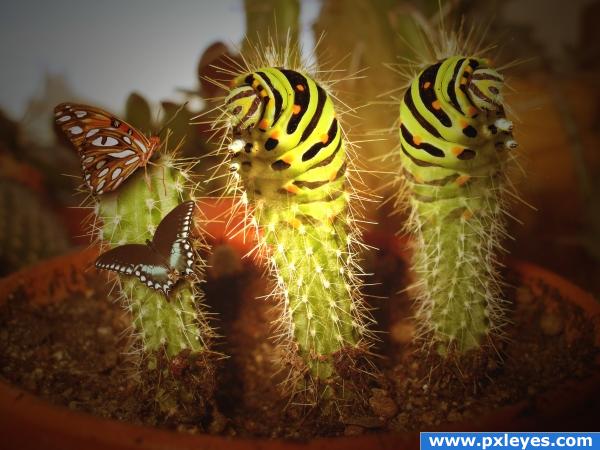 Cactuspillars